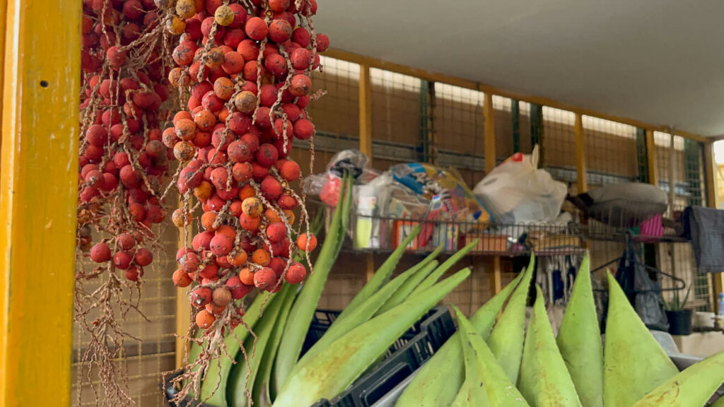 Chontaduro. Fruta colombiana