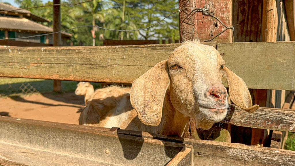 Cabra na Fazenda Areia que Canta