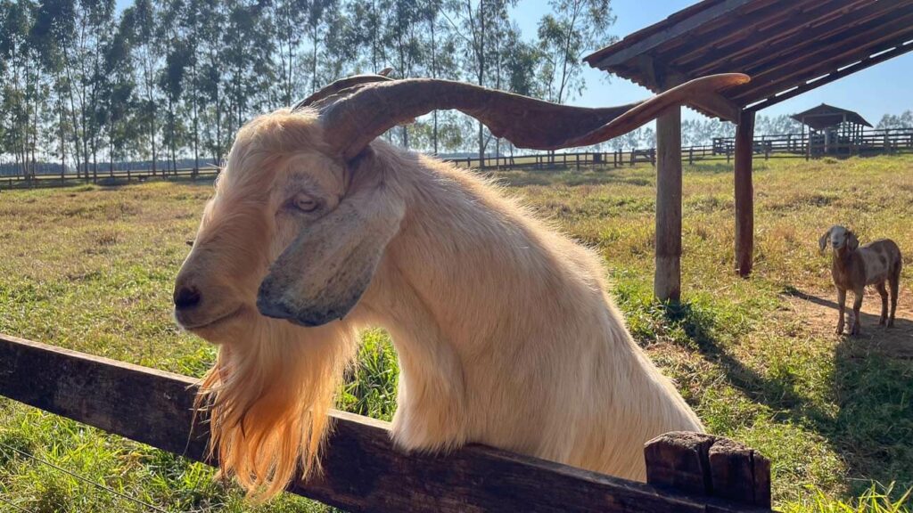 Animais no Hotel Fazenda Areia que Canta