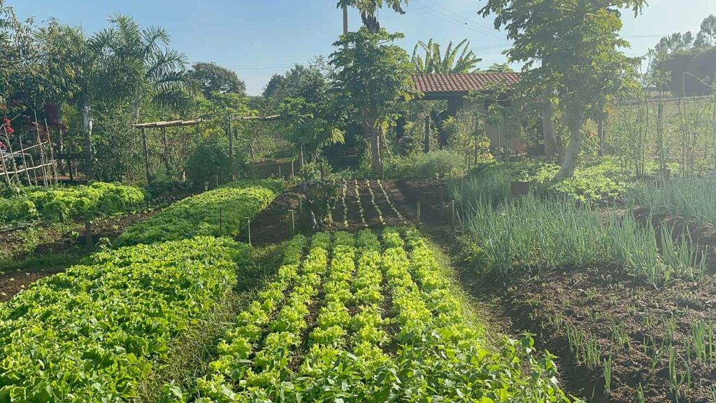 Horta orgânica do Hotel Fazenda Areia que Canta