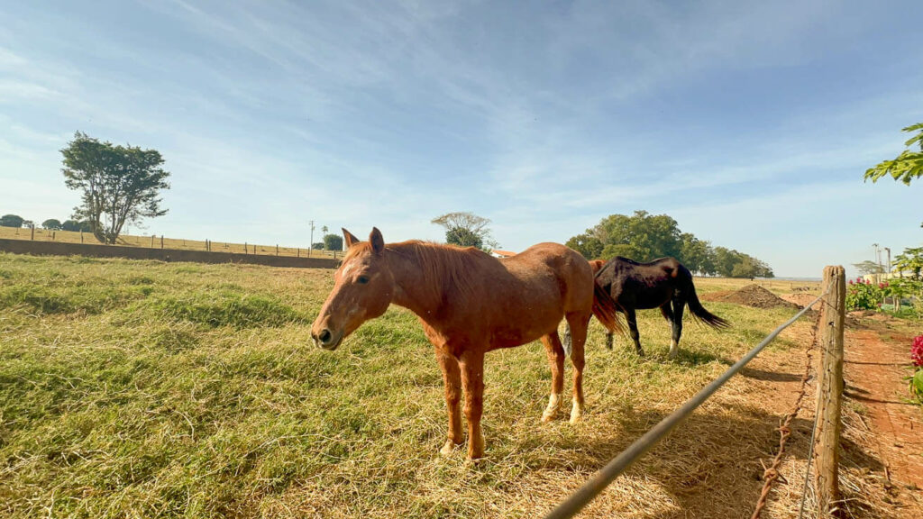 Cavalos na Fazenda Areia que Canta