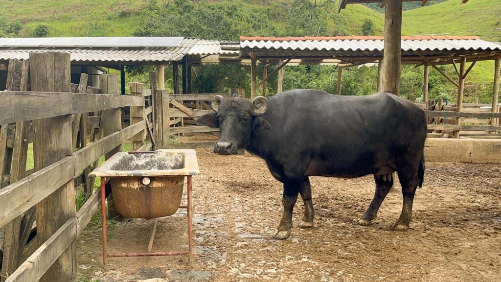 Fazenda Latte Buono