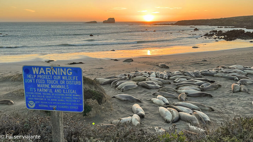 Elephant Seal Vista Point