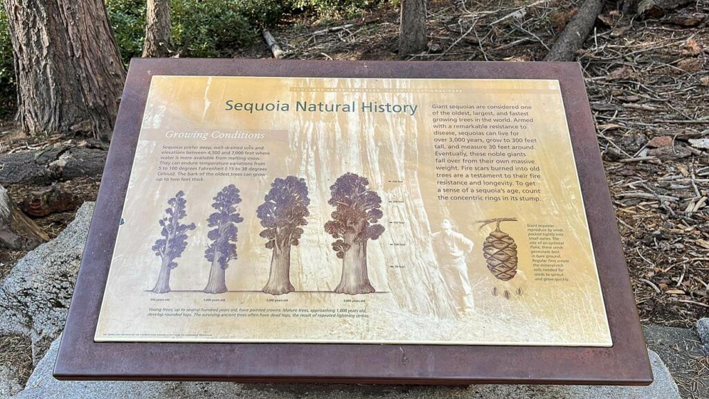 Mariposa Grove - sequoias